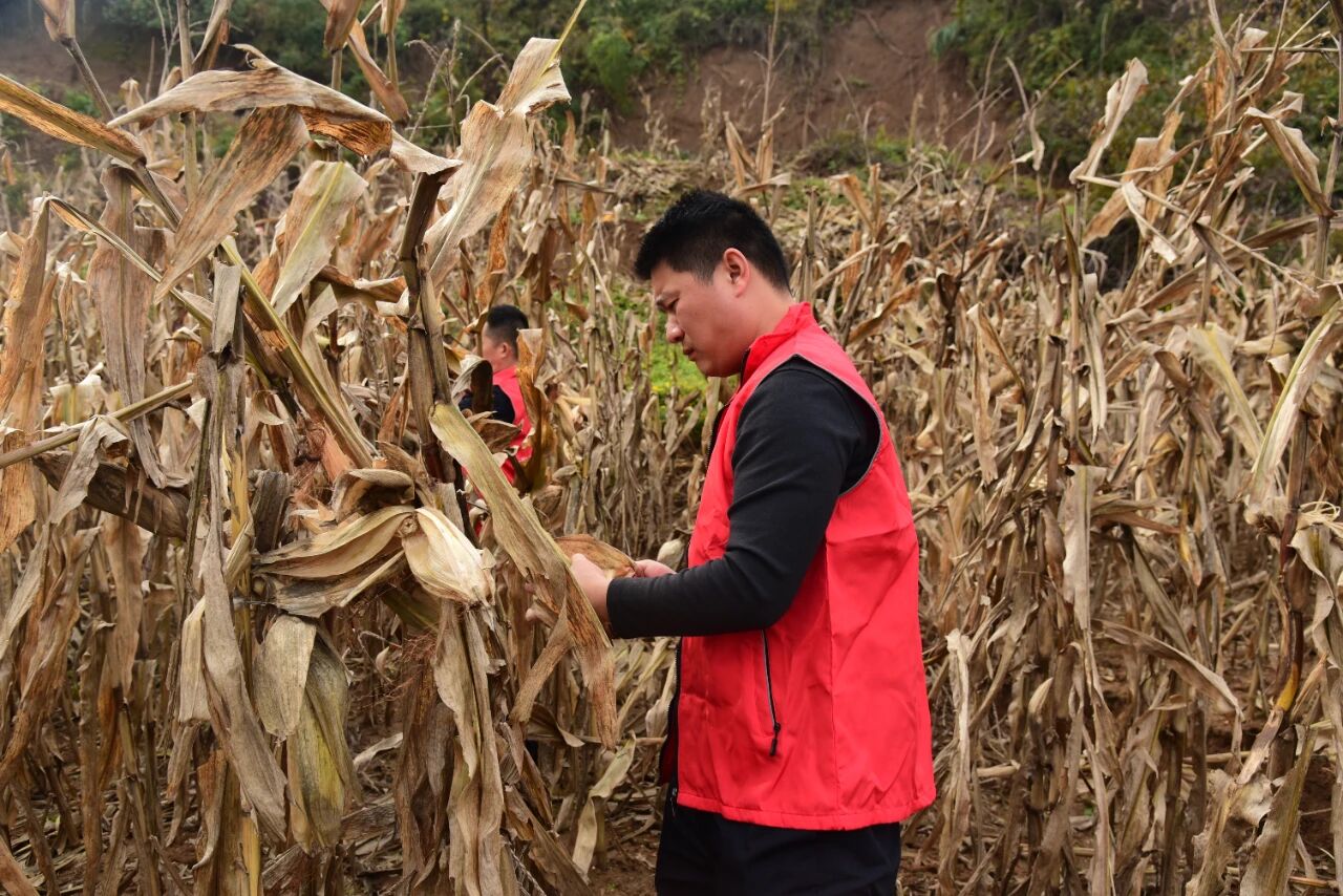 1761874888984305.jpg 1761874888984305.jpg