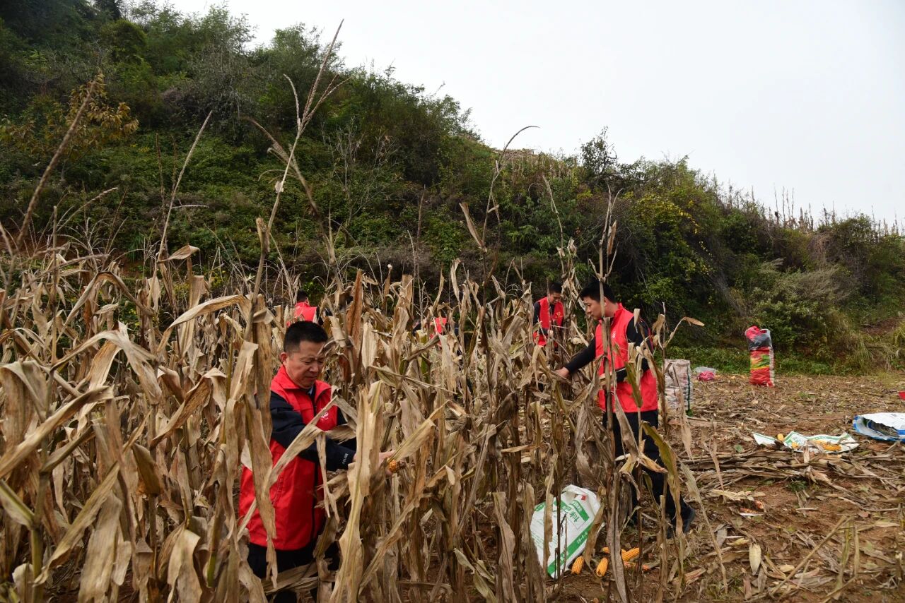 1761875003572179.jpg 1761875003572179.jpg