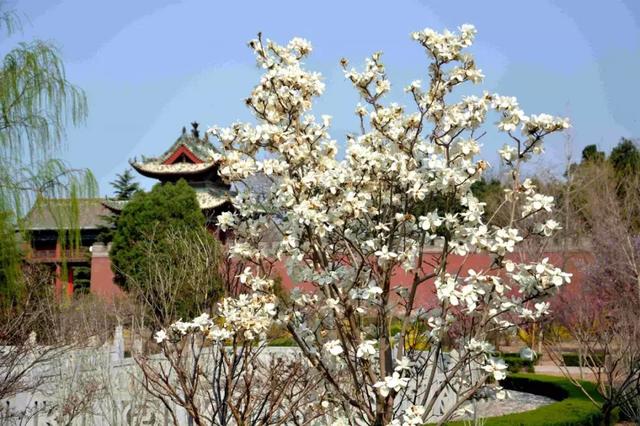 关庙新闻|翠条多力引风长 点破银花玉雪香