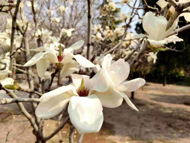 关庙新闻|翠条多力引风长 点破银花玉雪香