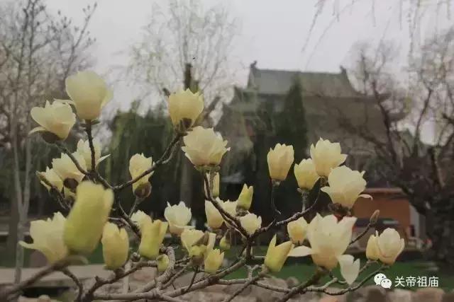 关庙新闻|翠条多力引风长 点破银花玉雪香