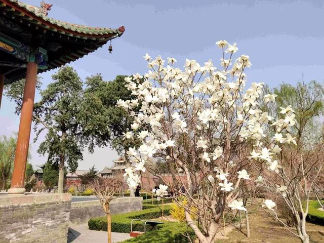 关庙新闻|翠条多力引风长 点破银花玉雪香