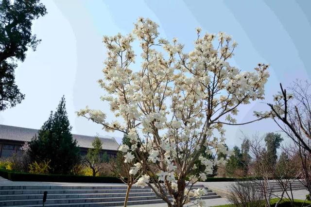关庙新闻|翠条多力引风长 点破银花玉雪香