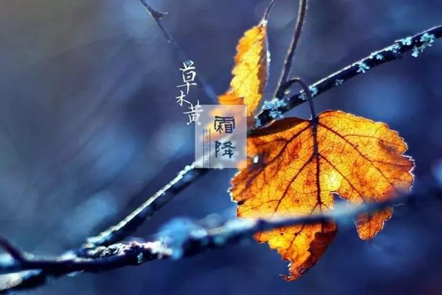 今日霜降:秋已逝,冬将至