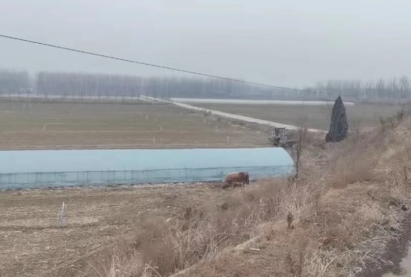 【暖心警事】黄牛受惊脱缰“撒野” 民警及时消除隐患 【暖心警事】黄牛受惊脱缰“撒野” 民警及时消除隐患